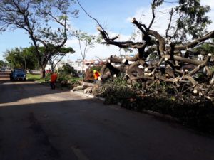 Novacap trabalha no recolhimento de árvores caídas