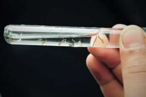 Casos de dengue devem diminuir com a chegada da seca