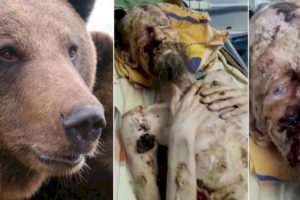 Reviravolta: Homem que aparece em vídeo chocante nunca foi atacado por um urso