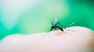 Dengue ameaça estados do Nordeste, Espírito Santo e Rio de Janeiro