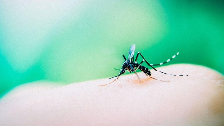 Alerta Global: 4 bilhões sob ameaça de mosquitos mortais