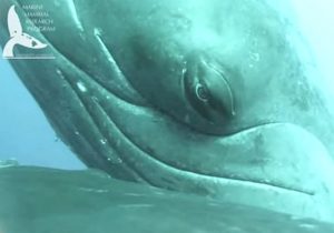 Biólogos flagram baleia amamentando filhote no Havaí. Vídeo