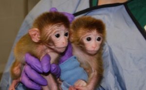 Coronavírus: teste de antiviral freia Covid-19 em macacos, segundo instituto dos EUA