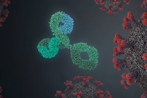 Pesquisadores criam anticorpo capaz de combater o coronavírus