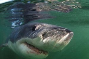 Tubarão assassino ataca criança em barco e leva para o mar; história tem final incrível