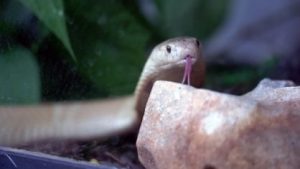 Estudante picado por naja mantinha outras cobras maltratadas