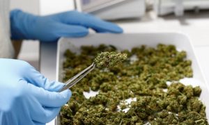 México fica prestes a legalizar maconha recreativa; marco no embate do narcotráfico