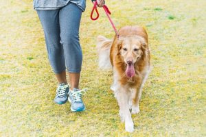 Cães farejadores podem auxiliar a diagnosticar pessoas com Covid-19