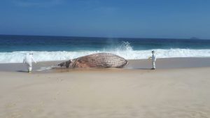 Operação remove carcaça de baleia de 15 toneladas em Maricá, no RJ