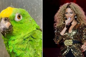 Papagaio ganha perfil no Instagram após cantar Beyoncé