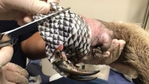 Pele de tilápia é usada para tratar peles de animais queimados