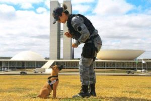 Reforço de quatro patas: cães são treinados para atuar na PM
