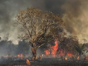 Fogo já destruiu 3,461 milhões de hectares do Pantanal