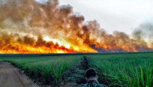 ONGs dizem que pediram providências para evitar catástrofe no Pantanal