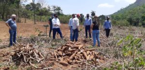 Projeto da cerveja de mandioca é ampliado para adquirir 3 mil toneladas do alimento em Goiás