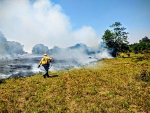 Incêndios florestais nas Unidades de Conservação caem pela metade