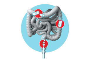 Bactérias viram aliadas contra infecções no intestino