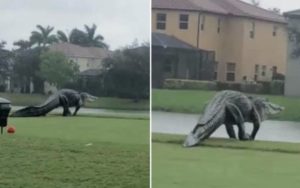 VÍDEO: jacaré gigante para campo de golfe na Flórida