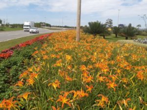 Paisagismo: beleza e sustentabilidade para o Distrito Federal