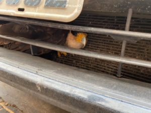 Gavião “pega carona” em grade de carro por mil km