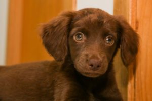 Sancionada lei que proíbe manter animais acorrentados