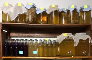 Casal no DF produz kombucha. Conheça essa bebida