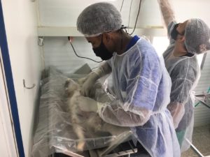 Começa campanha de 2021 para castração de cães e gatos