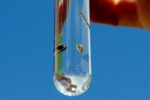 Sala de Situação vai monitorar combate ao Aedes aegypti no DF e GO