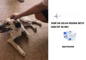 Juiz aceita processo ‘assinado’ com digital de cão que sofreu maus-tratos