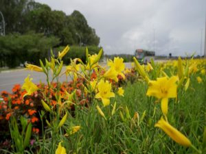 Novacap coloca muda de flores e arbustos excedentes à venda para a população