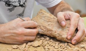 Dinossauros podiam viver no Ártico o ano inteiro, mostra estudo