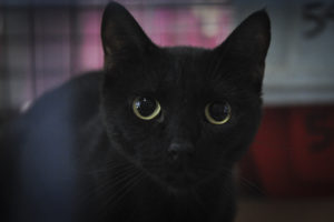 Zoonoses promove feira de adoção de cães e gatos