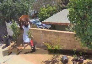 Vídeo viral mostra jovem de 17 anos enfrentando urso para proteger cães