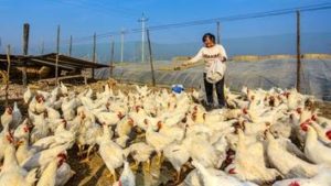 China tem primeiro caso de gripe aviária H10N3 em humanos