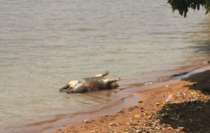Ibram investiga morte de peixes e capivaras no Lago Paranoá