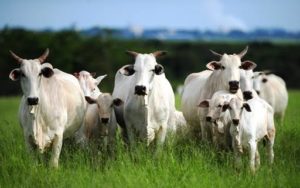 Casos de mal da vaca louca detectados pelo Ministério da Agricultura em MT