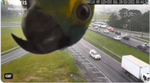 Papagaio “passando para ver como está o grupo” em câmara de monitoramento na BR-116