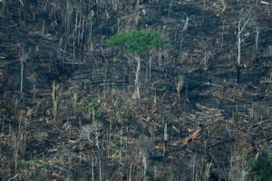 Nova frente de desmatamento é detectada na Terra Indígena Karipuna