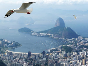 A natureza como estratégia para restaurar a baía mais simbólica do Brasil