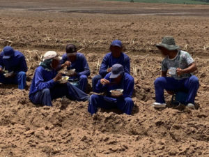 271 trabalhadores foram resgatados em condições análogas à escravidão