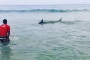 Vídeo: Tubarão assusta banhistas em Saquarema-RJ