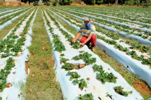 GDF | Produção local recebeu estímulo de R$ 30 milhões