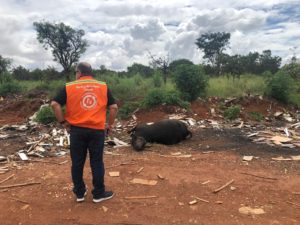 Em três meses, SLU recolhe em vias públicas 61 animais mortos