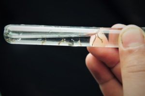 IGESDF alerta população para o combate à dengue