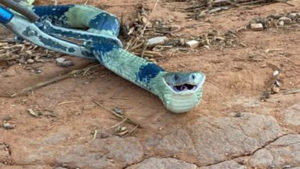 Cobra resgatada pelo Corpo de Bombeiros tem coloração rara e surge ‘sorrindo’ ao ser fotografada