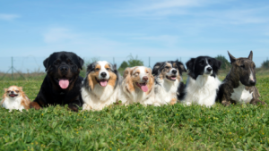 Dia Mundial do Cachorro: data reforça a importância da saúde e bem-estar dos pets
