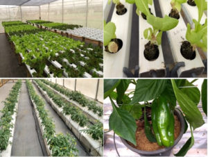 Alunos descobrem como a ciência pode reduzir desigualdades