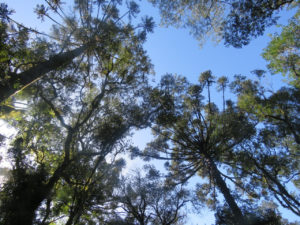 Santa Catarina vai receber o plantio de 30 mil novas mudas de espécies nativas da Mata Atlântica