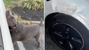 Vídeo: Pitbull causa danos ao ‘atacar’ carro da Tesla e imagens viralizam no TikTok