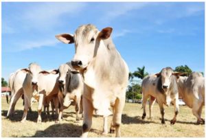 O que é a doença da “vaca louca”? Caso suspeito está sob investigação no Brasil